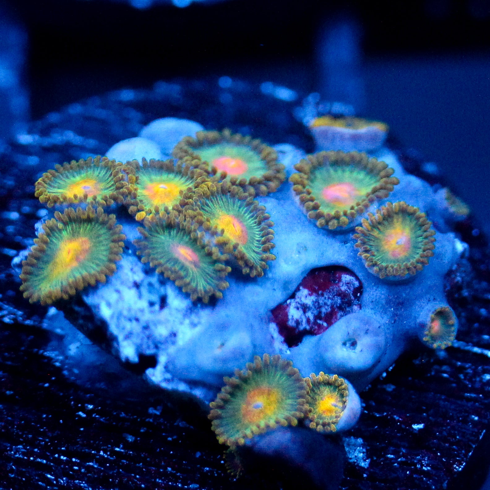 JC Saturn Zoanthid