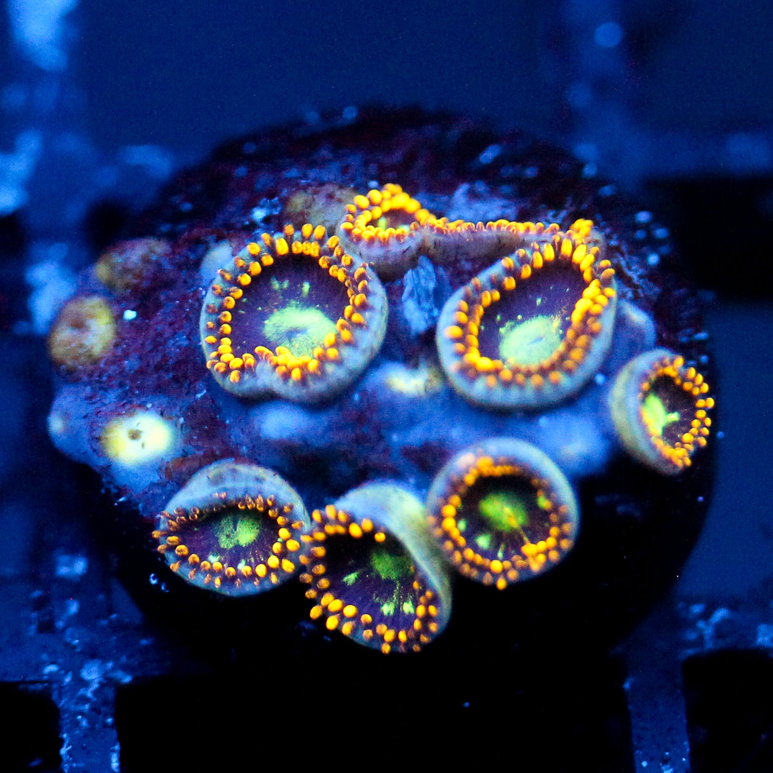 JC Dominator Zoanthid