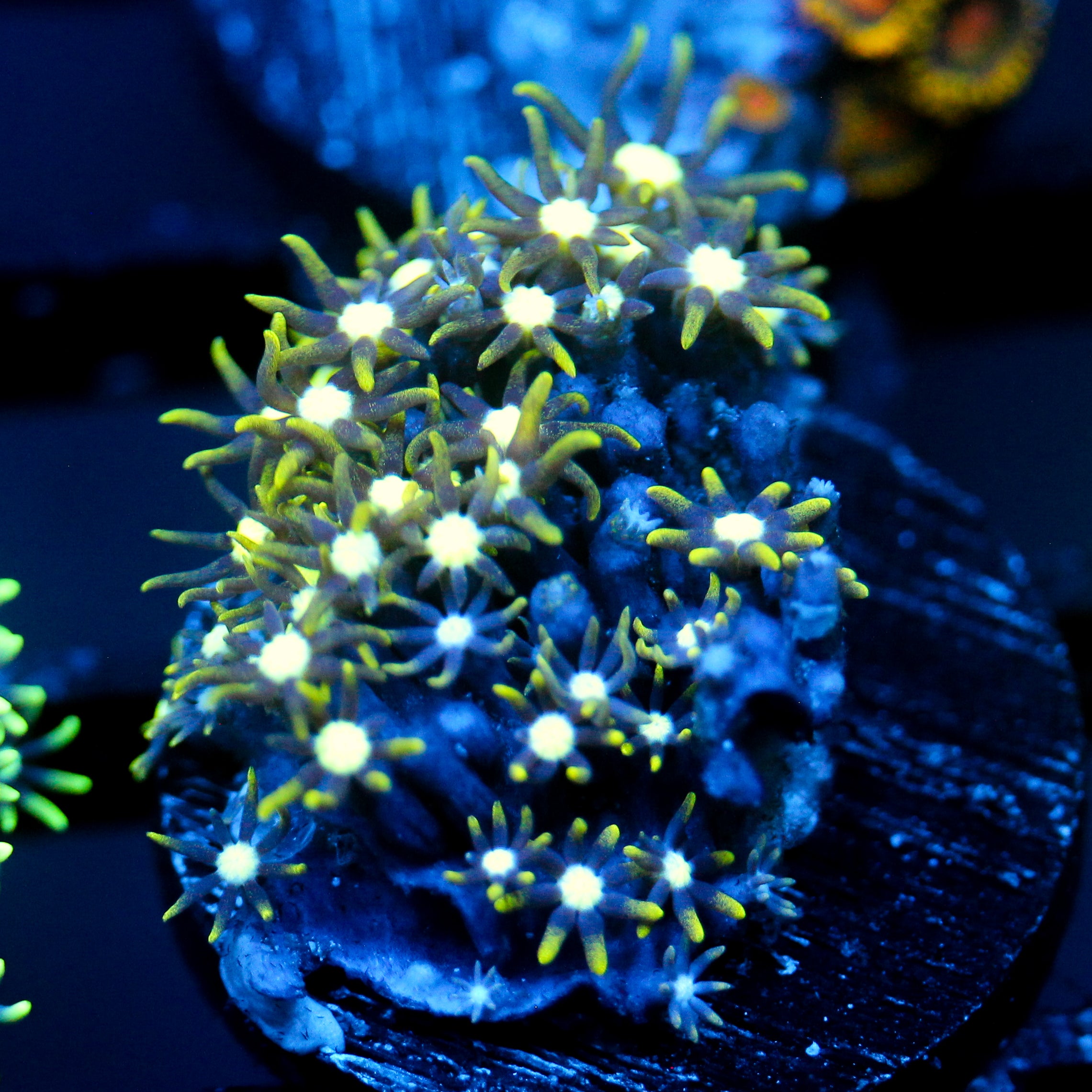 JC Star Polyp GSP