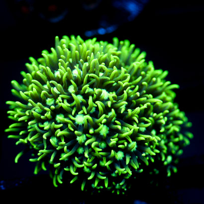 JC Neon GSP
