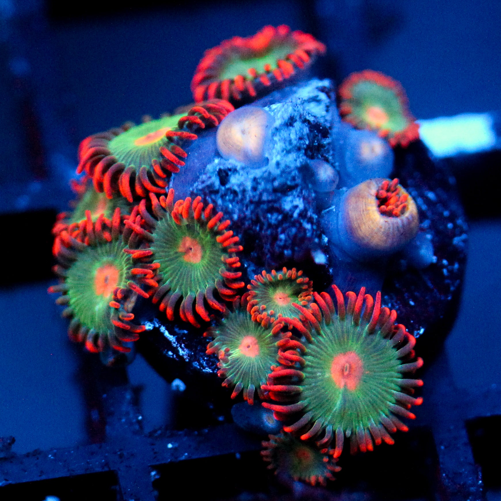 JC Gatorade Zoanthids