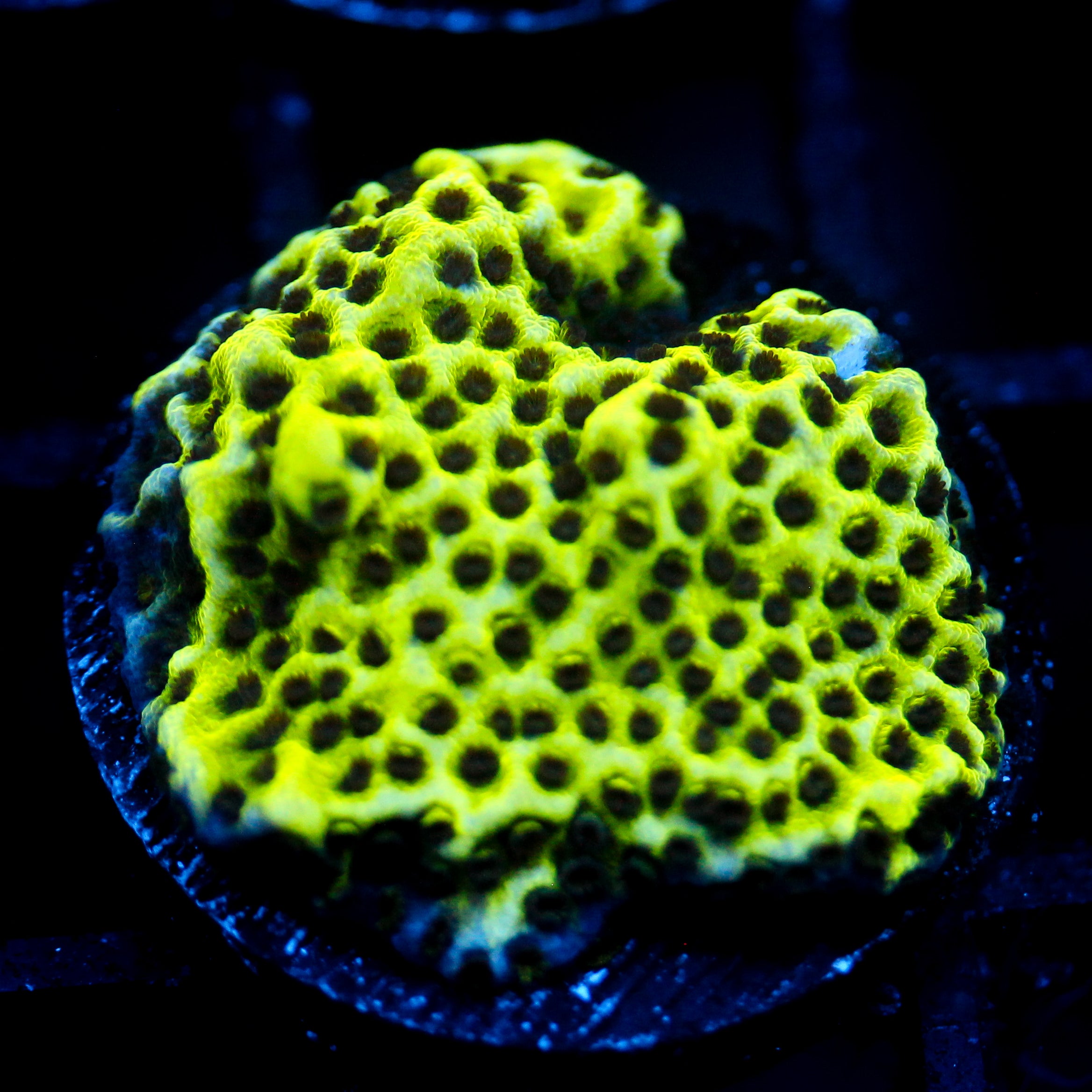 JC Montipora Confusa re-list 1/1
