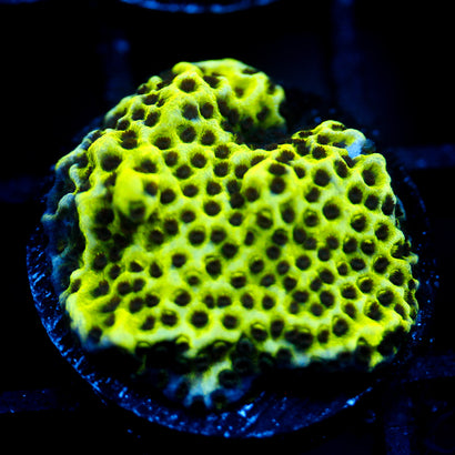 JC Montipora Confusa re-list 1/1