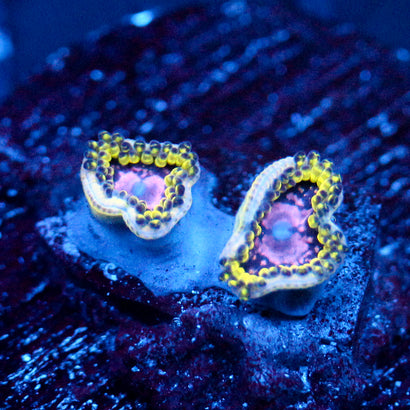 JC Purple Monster Zoanthid