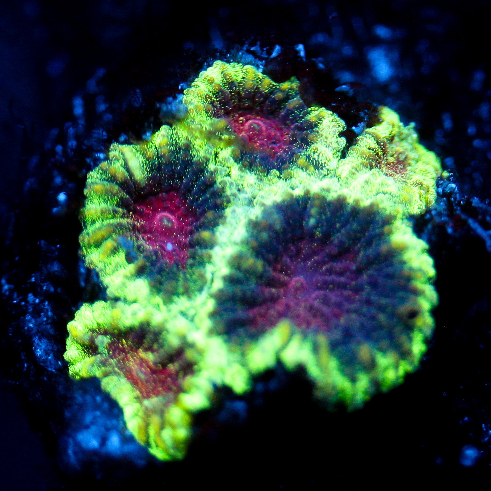JC Demon Core Favia