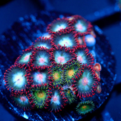 JC Nova Zoanthid Mix