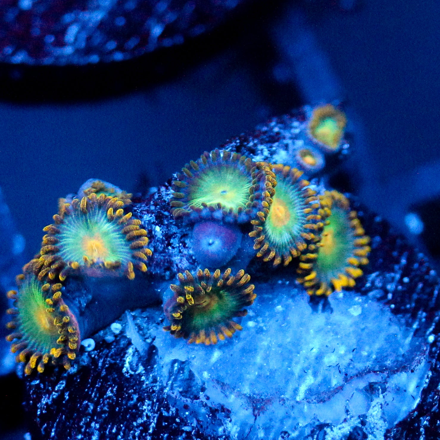 JC Saturn Zoanthid
