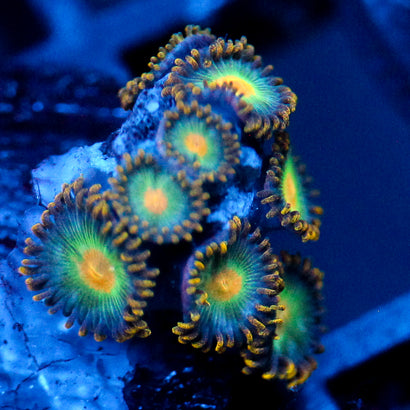 JC Saturn Zoanthid mix