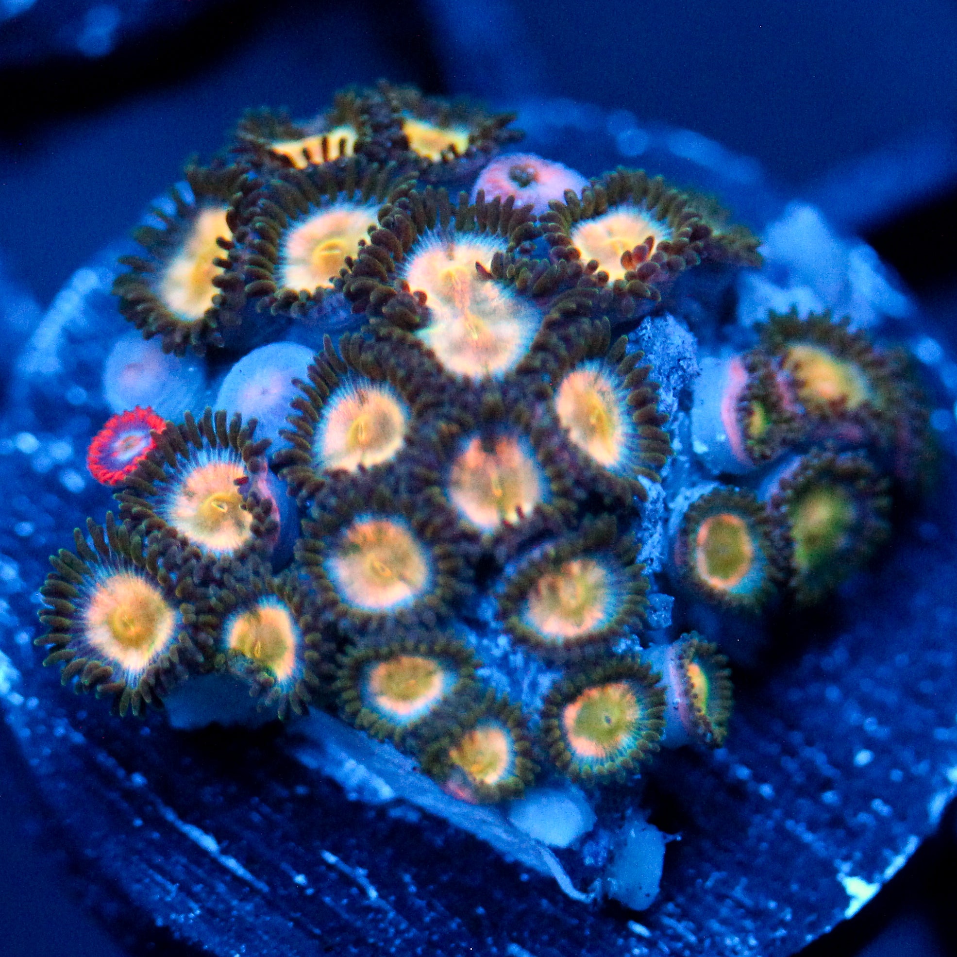 JC Electebuzz Zoanthid