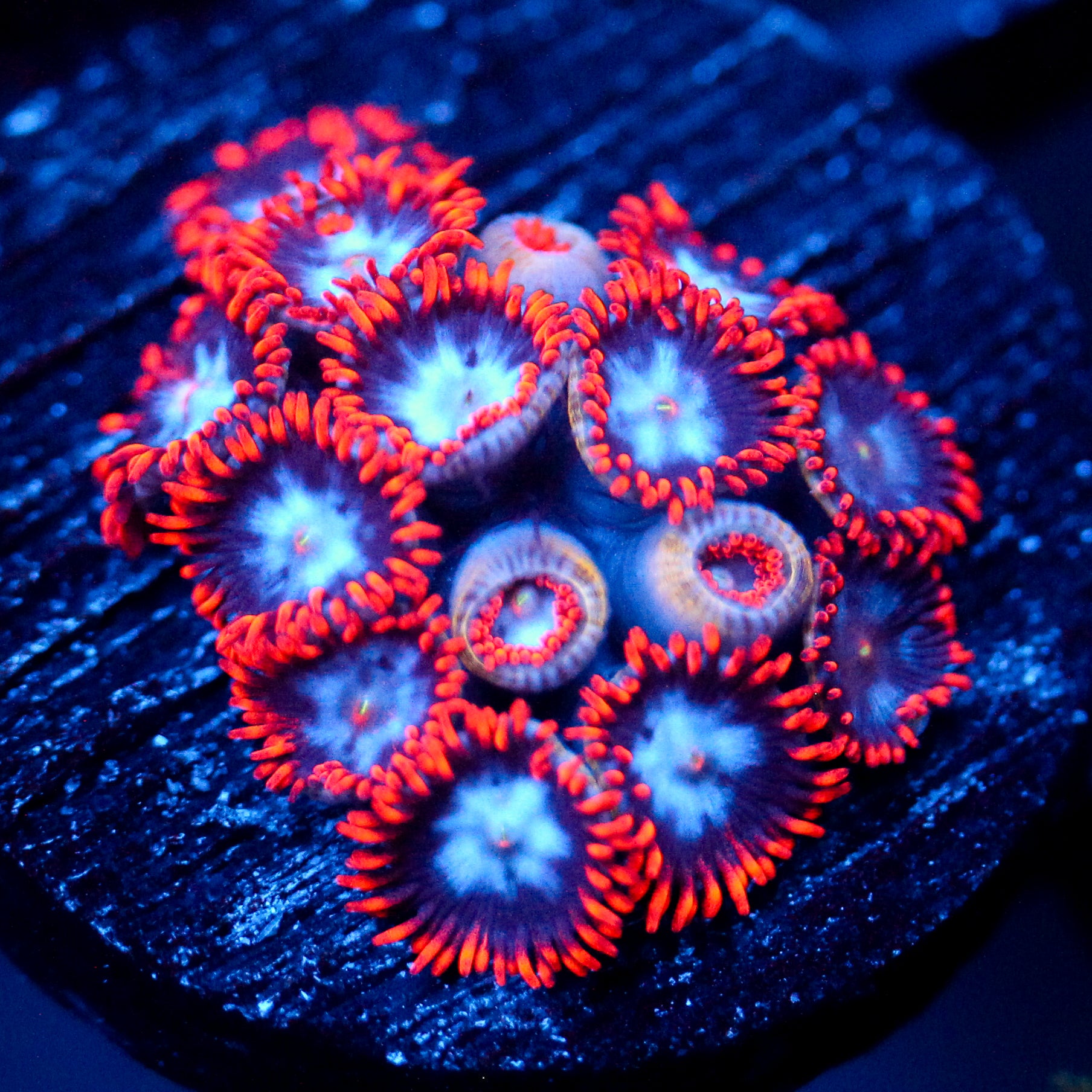 JC Edge of Reality Zoanthid