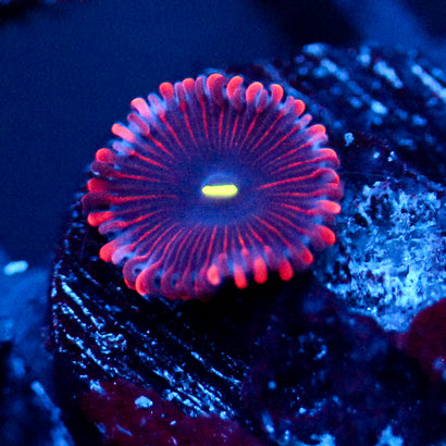 JC Purple People Eater Zoanthid