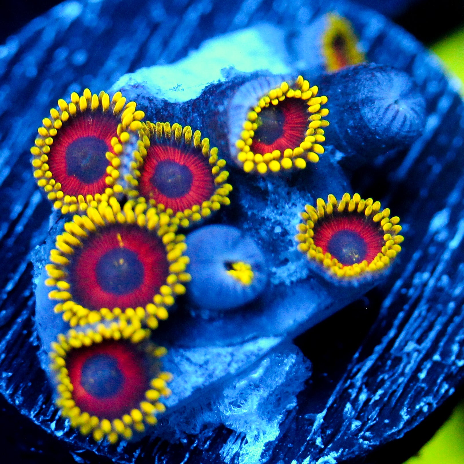 JC Empire Zoanthid