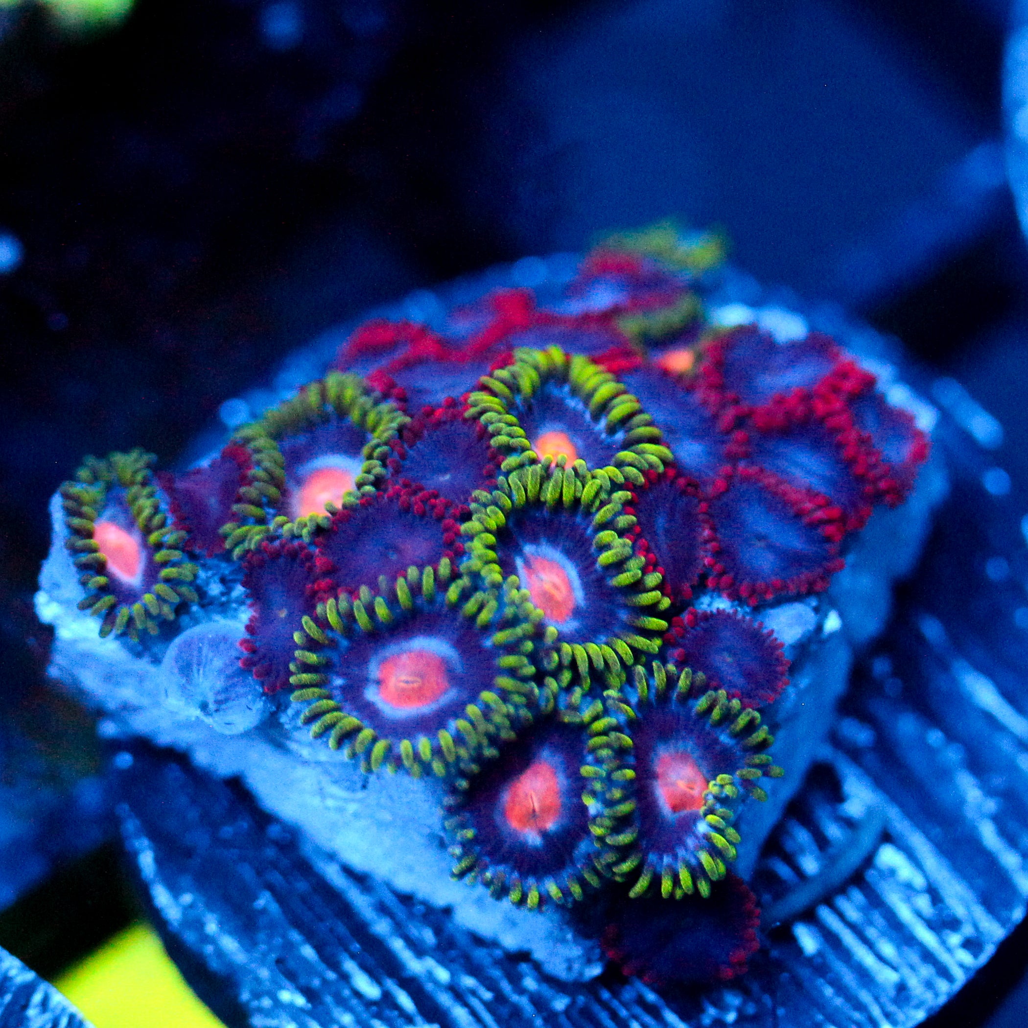 JC Green Crawler Zoanthid Mix