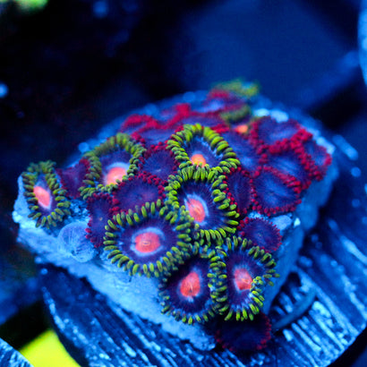 JC Green Crawler Zoanthid Mix