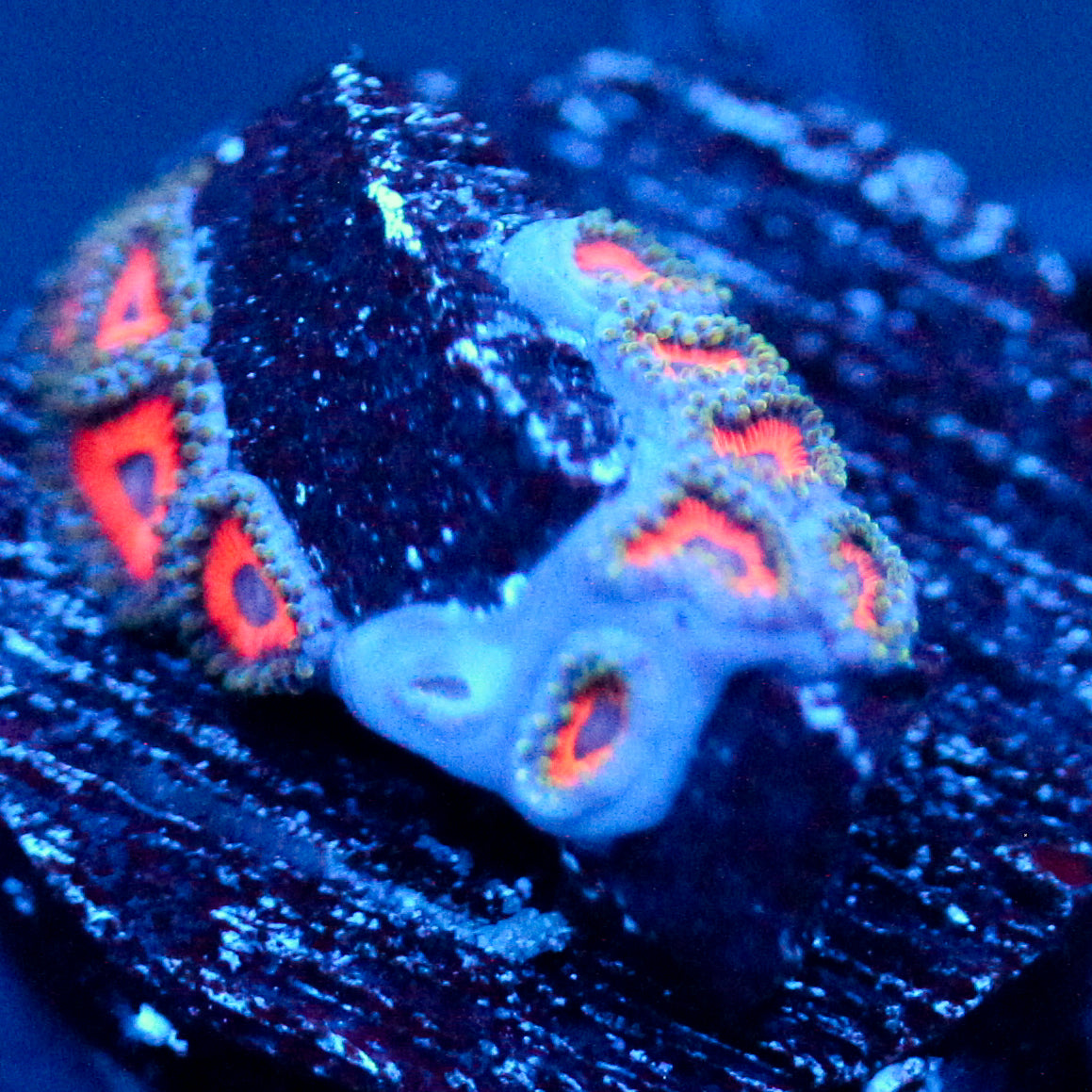 Jason Fox Fairytale Zoanthids
