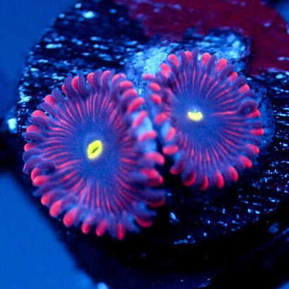 JC Purple People Eater Zoanthid