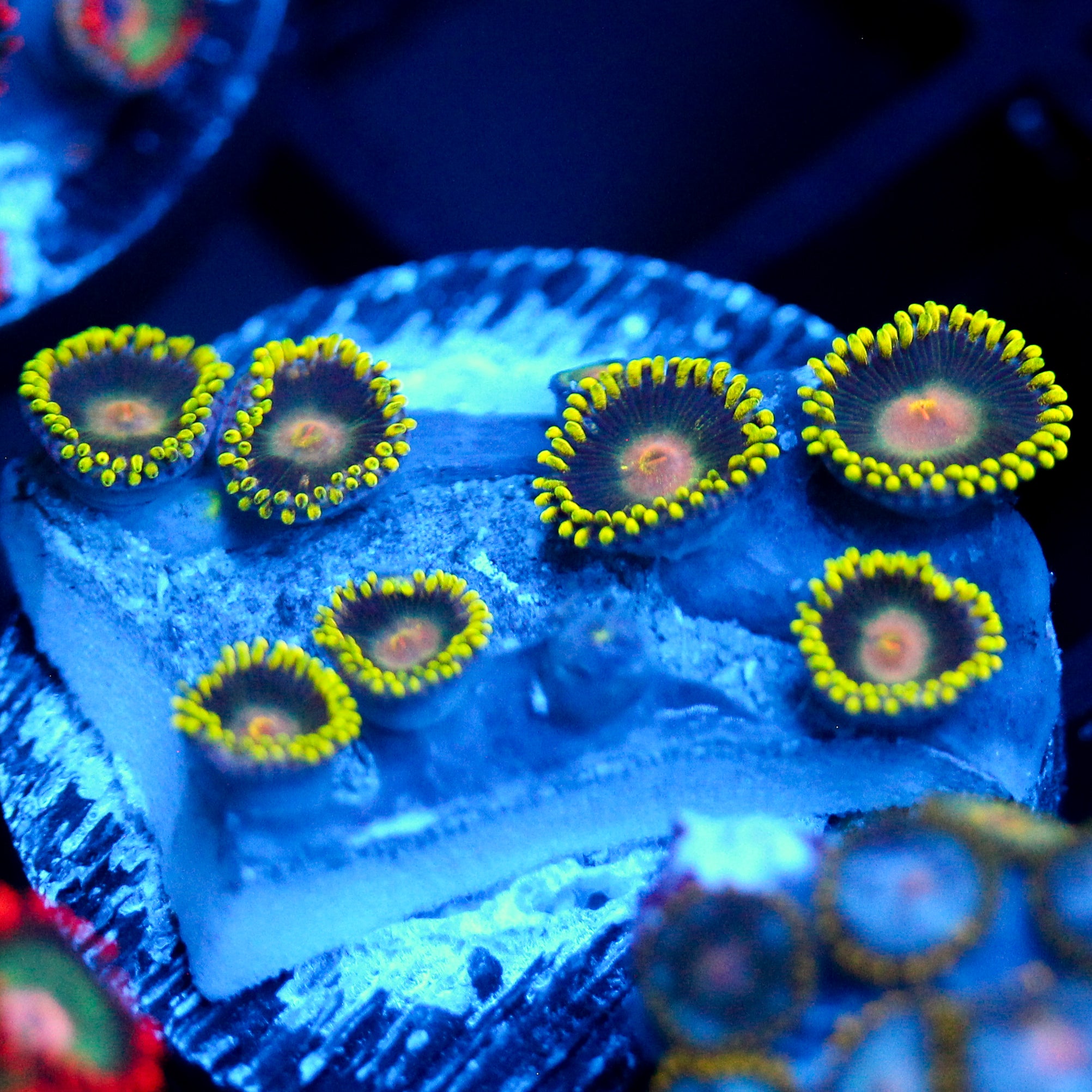 JC Electric Seam Zoanthid