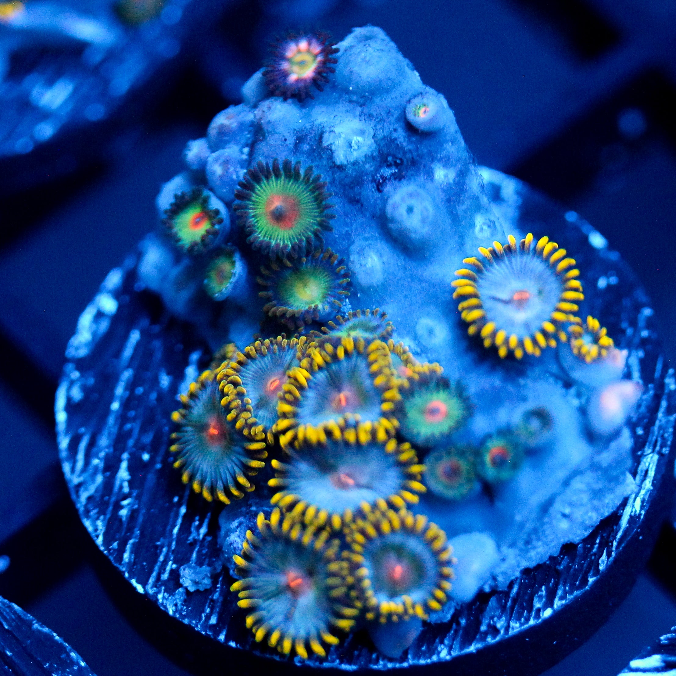 JC Saturn Zoanthid mix