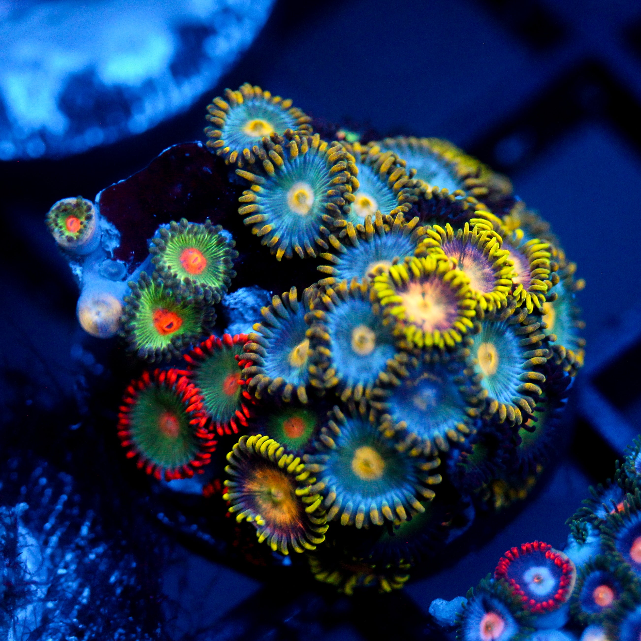 JC Zoa Garden Seed