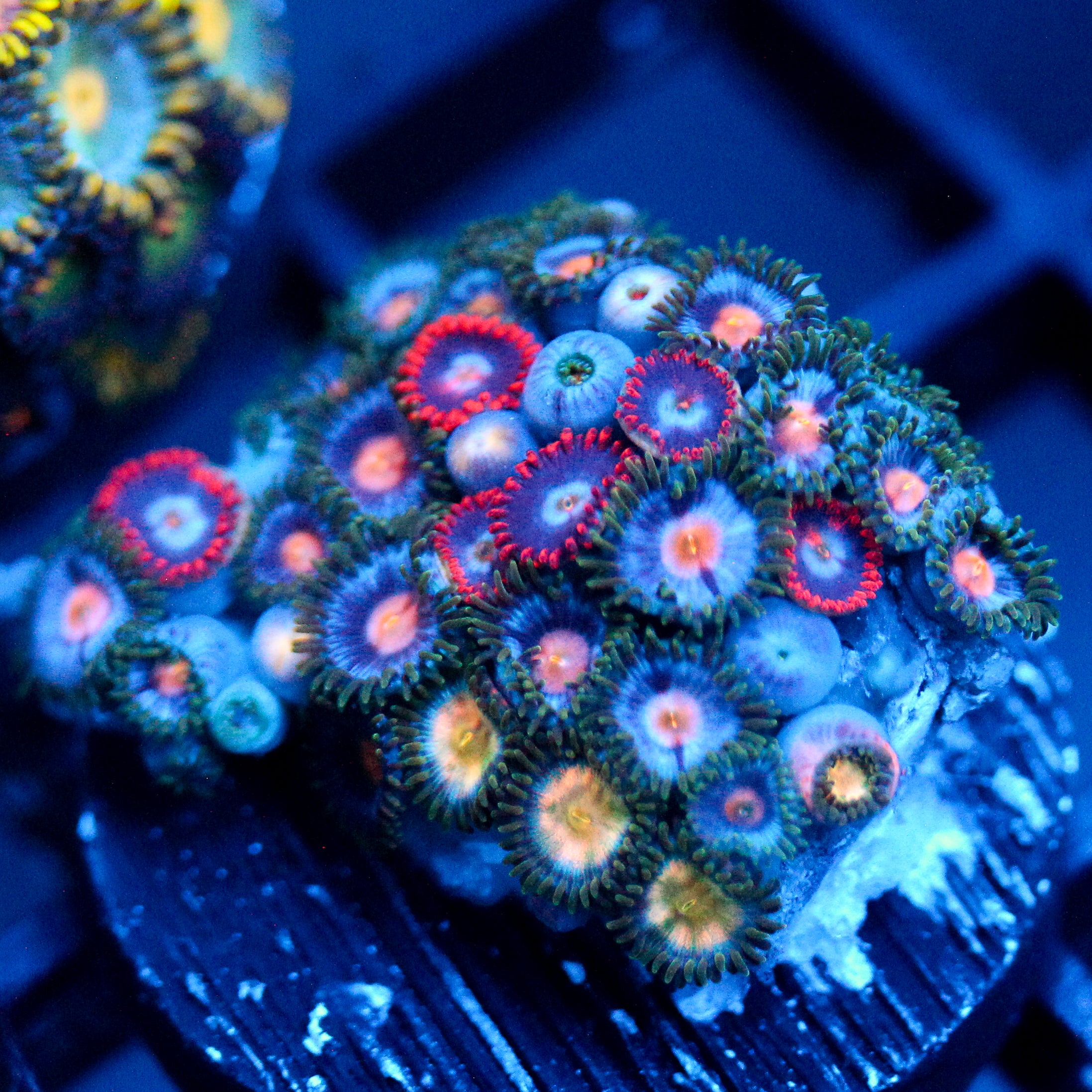 JC Zoa Garden Seed