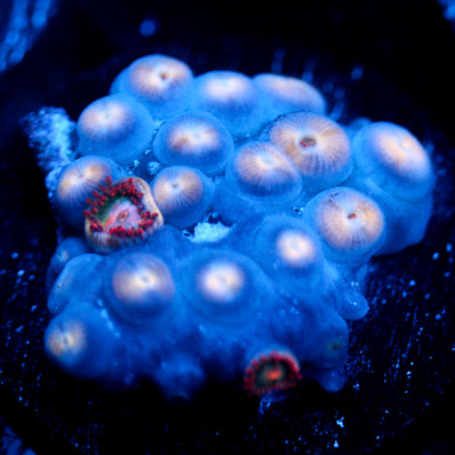 JC Nova Zoanthid Mix