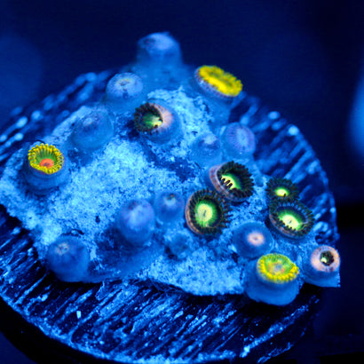 JC Irish Splash Zoanthid