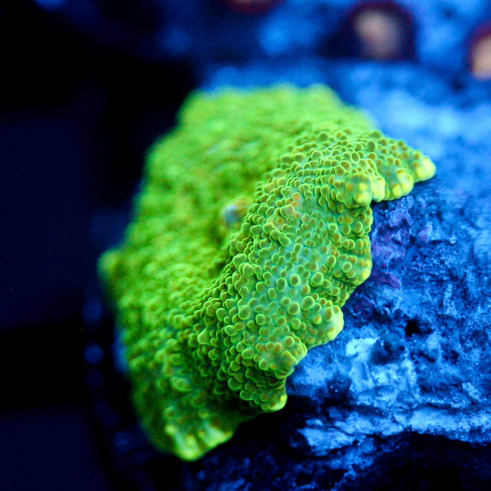 JC Lime Jello Discosoma