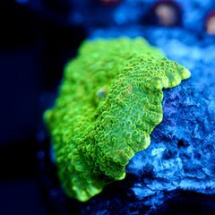 shopify auction