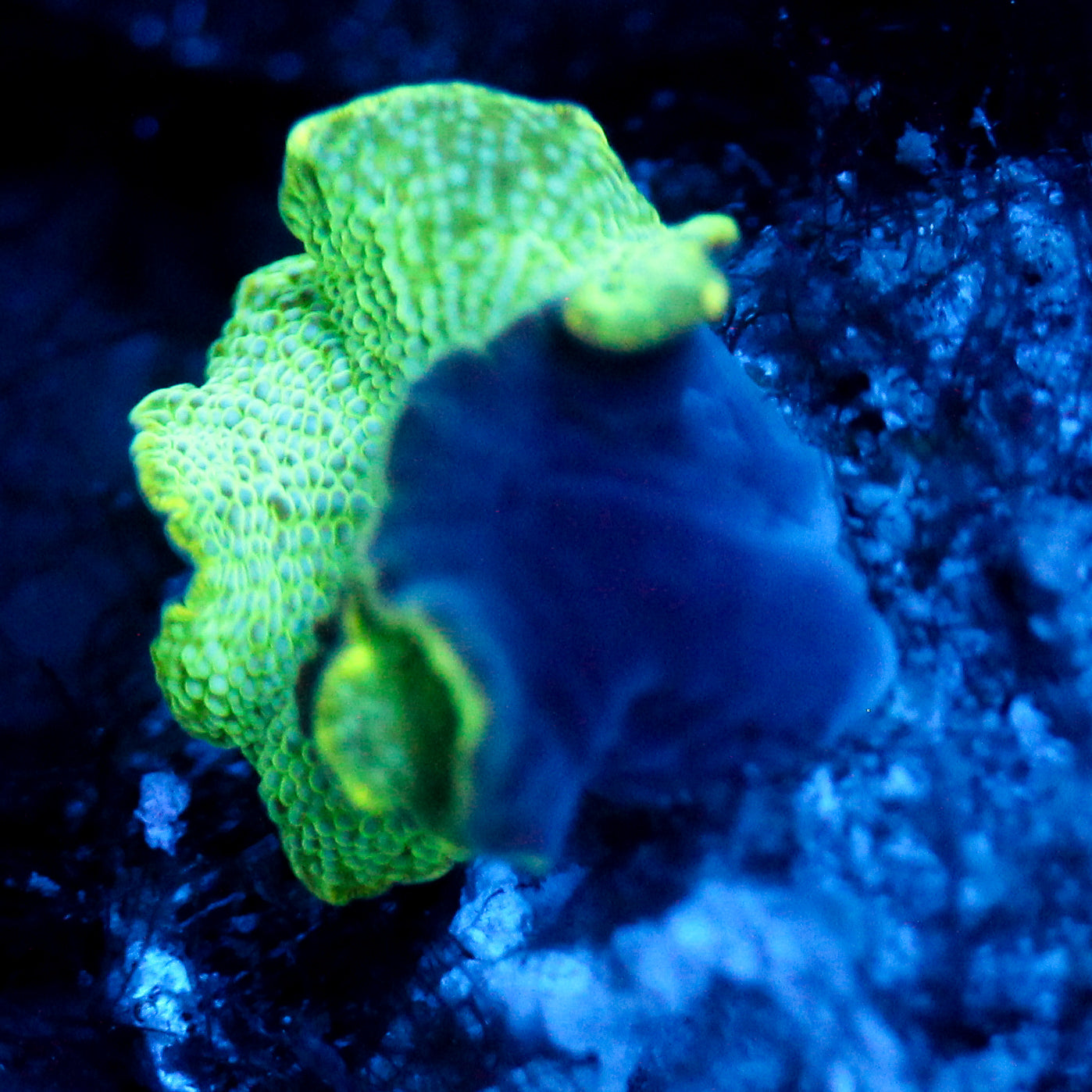 JC Slime Discosoma