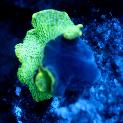 JC Slime Discosoma