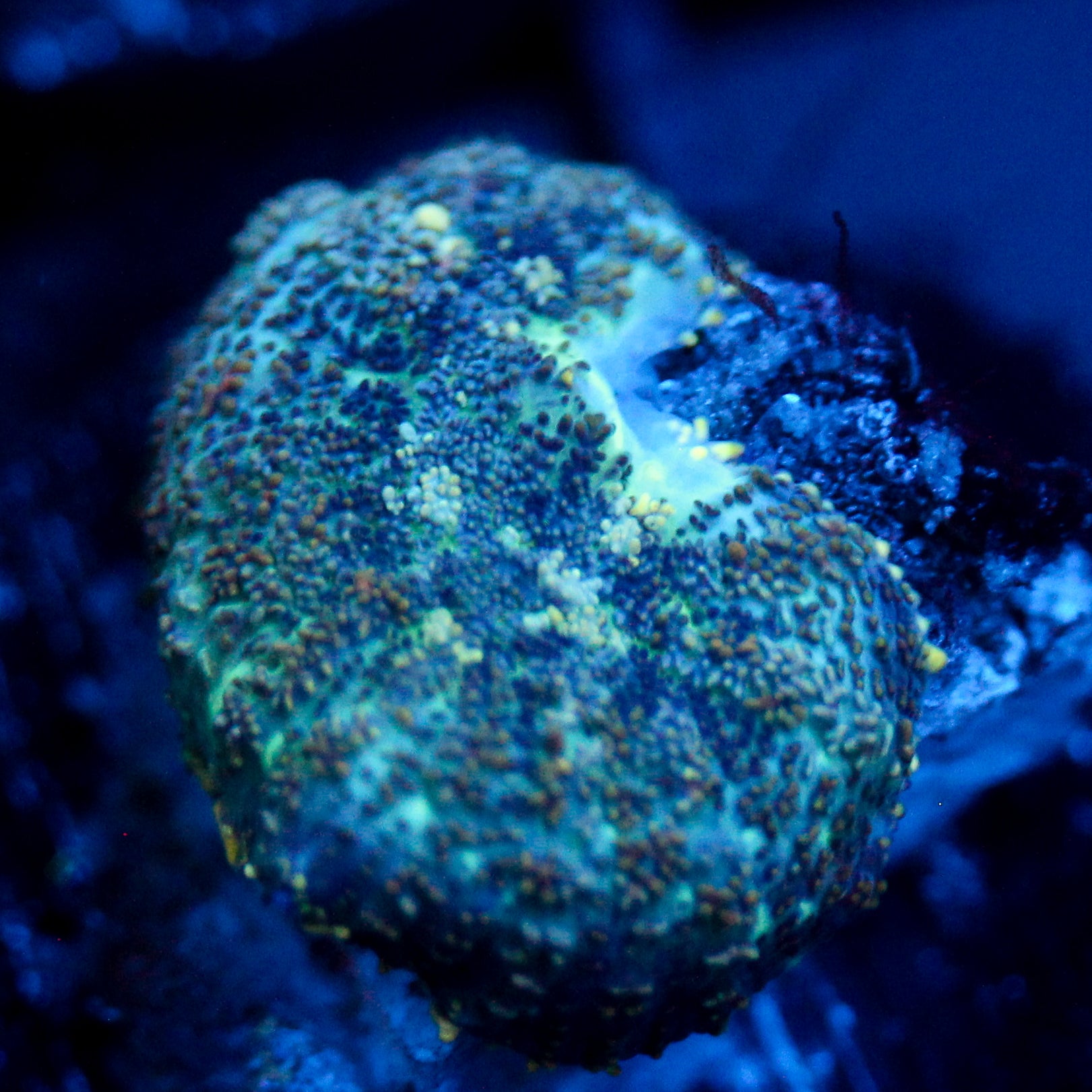 JC Flipside Rhodactis