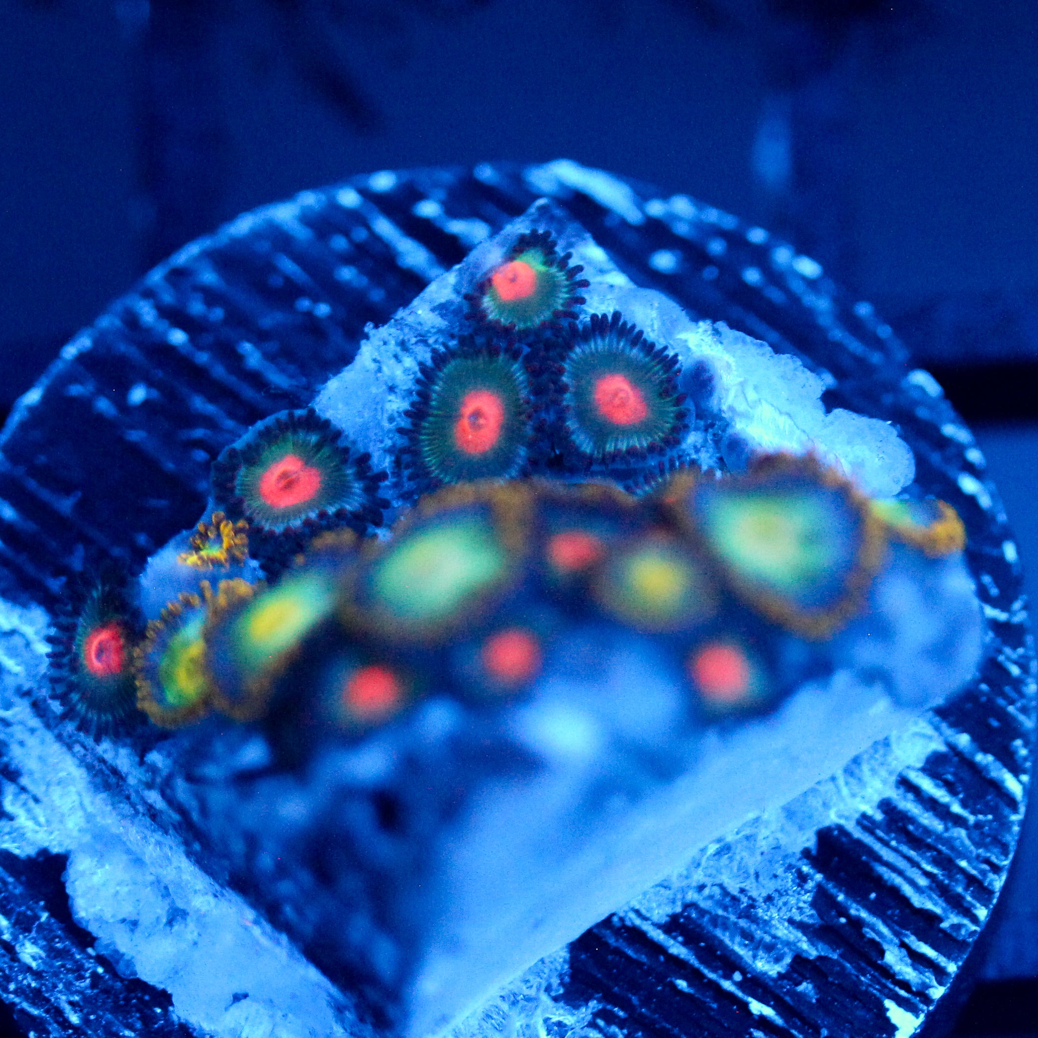 JC Birthstone Zoanthid Mix