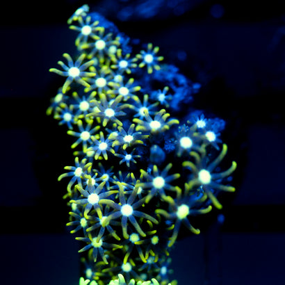 JC Star Polyp GSP