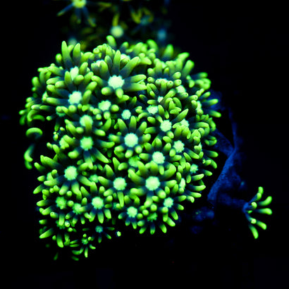 JC GSP