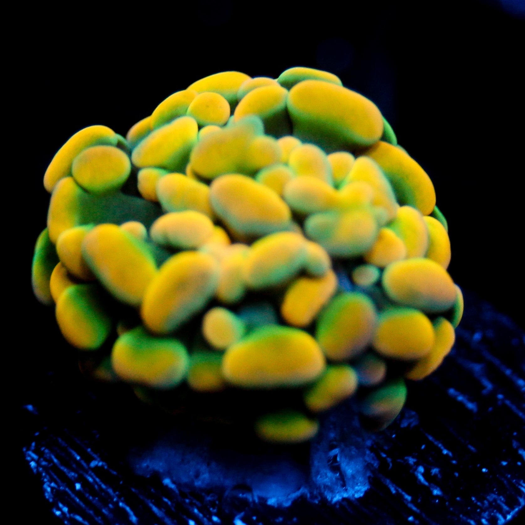 JC Ultra Golden Rainbow Hammer