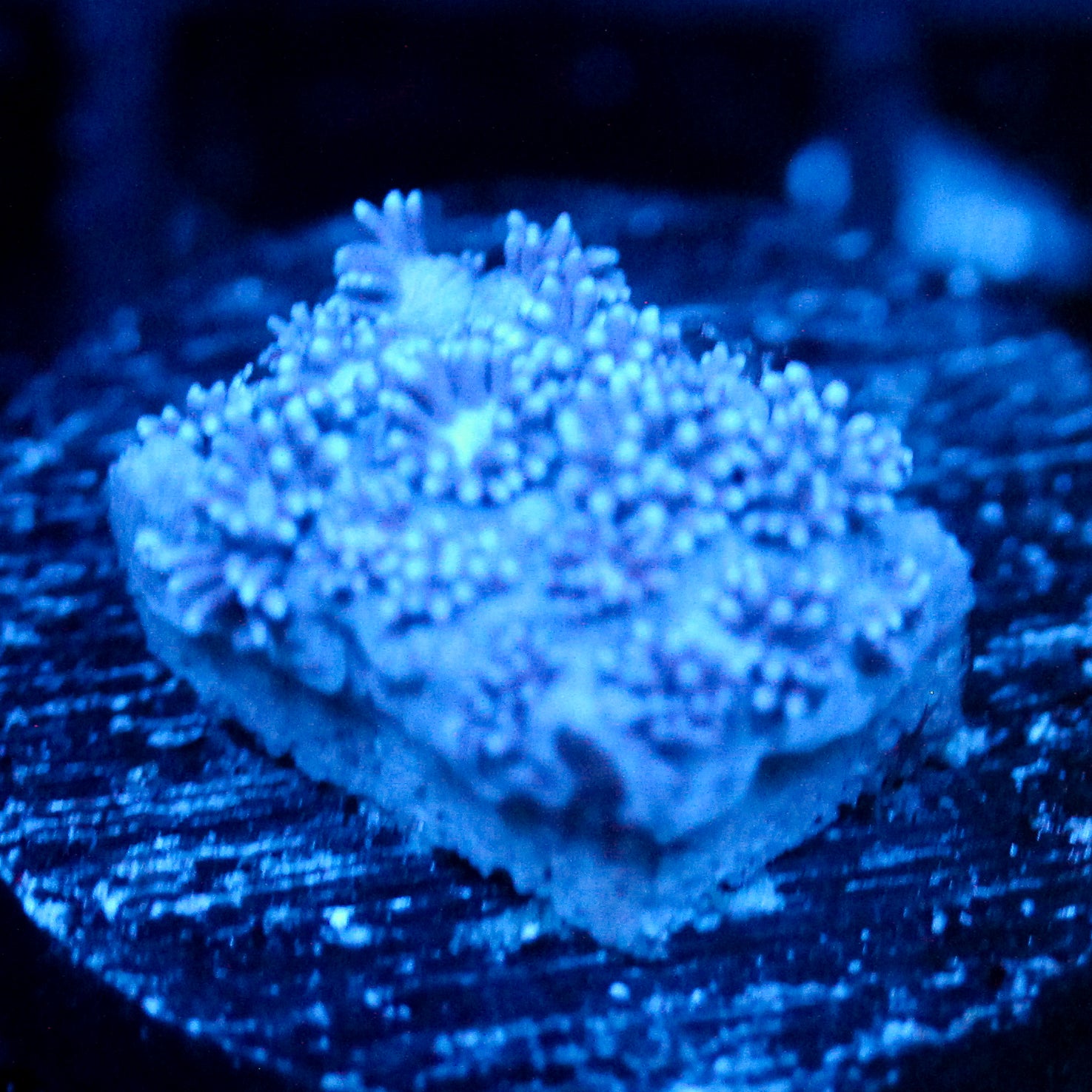 JC Blue Berries Goni