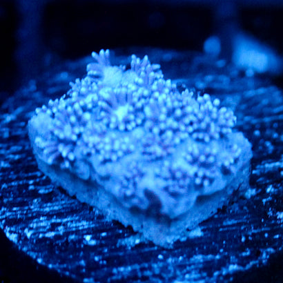 JC Blue Berries Goni