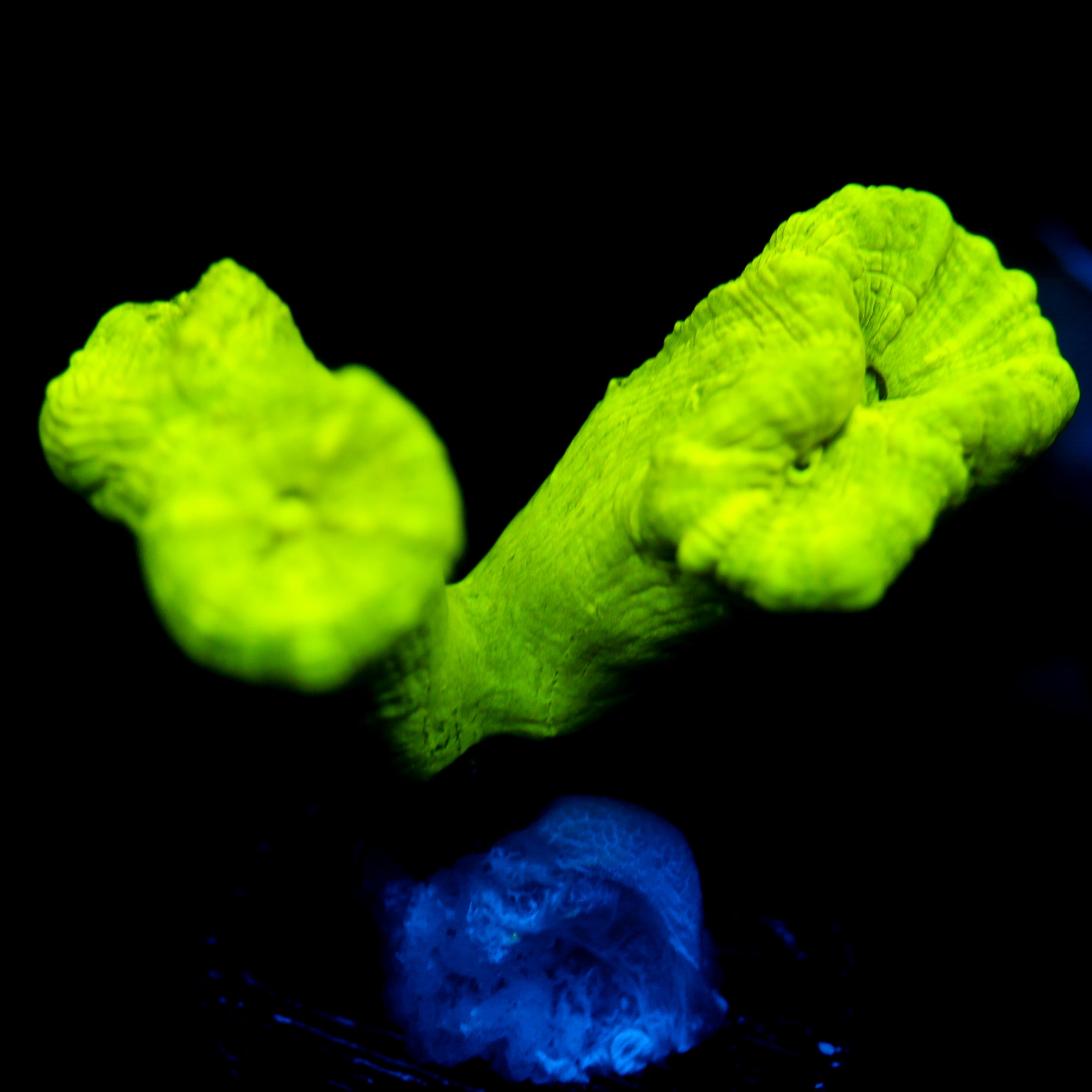 JC Neon Trumpet Coral