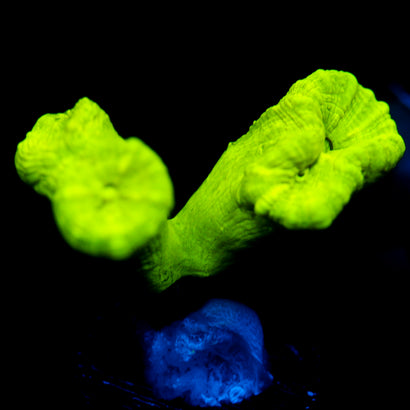 JC Neon Trumpet Coral