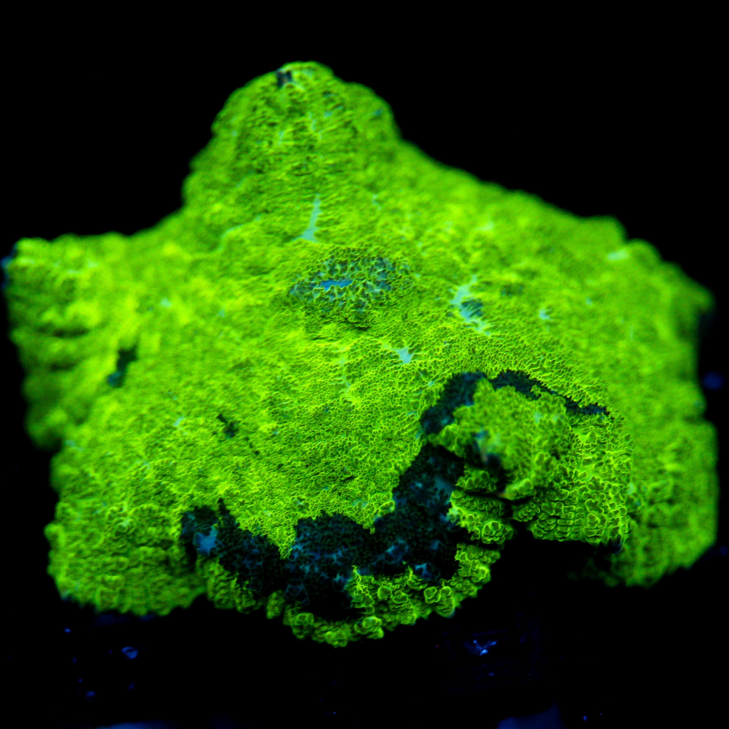 JC Kryptonite Rhodactis