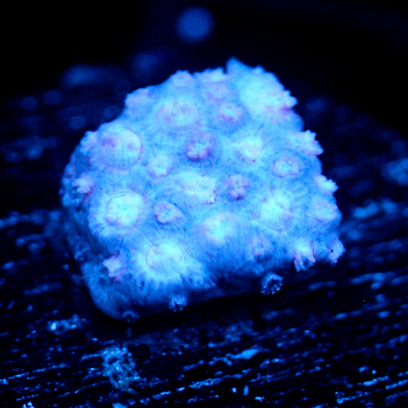 JC Blue Breeze Goni