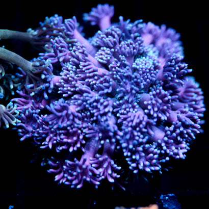 JC Purple Flux Goni Lg