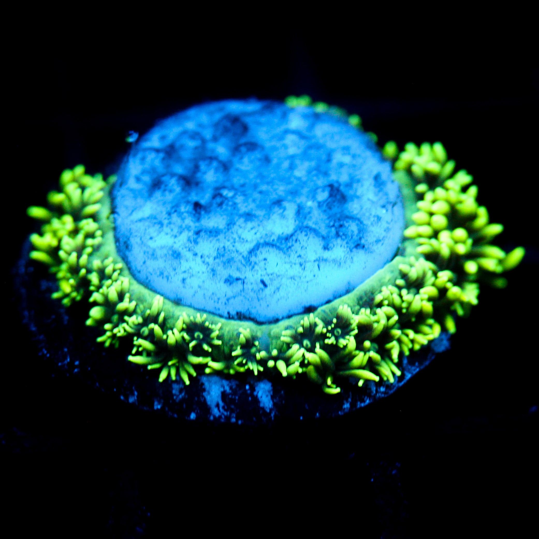 JC Green Freak Ring Cut