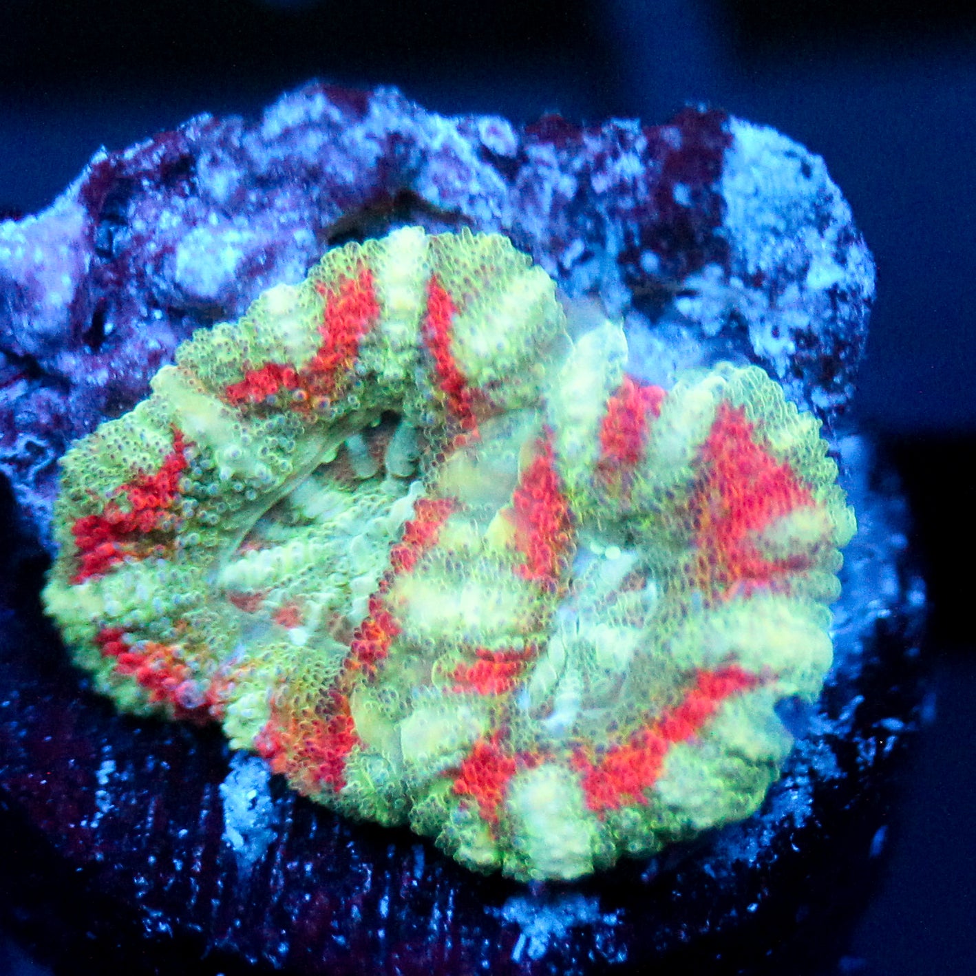 JC Mint Tiger Acan