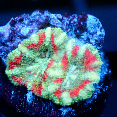 JC Mint Tiger Acan