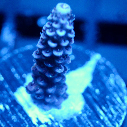 JC Blue Pillar