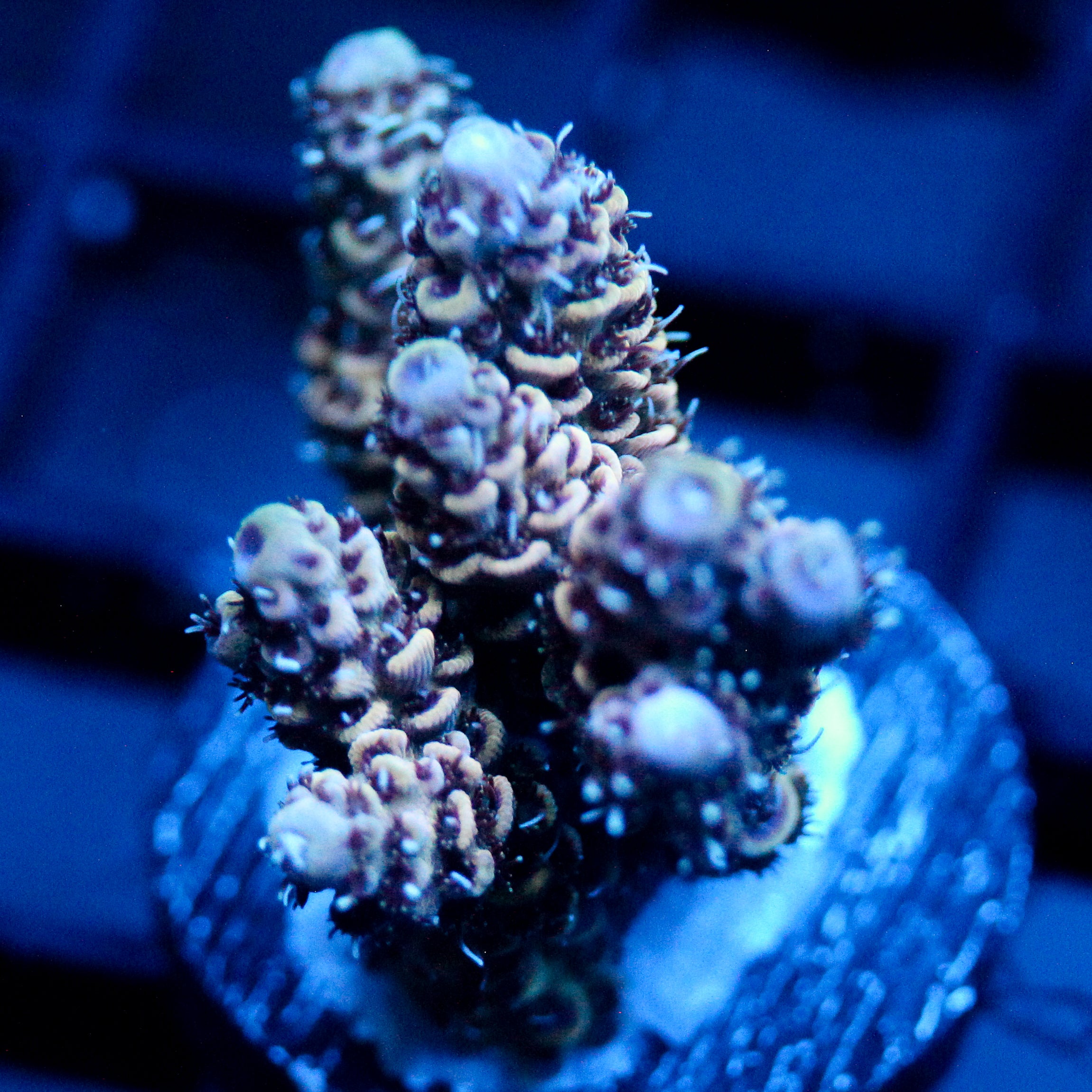 JC Blue Breeze