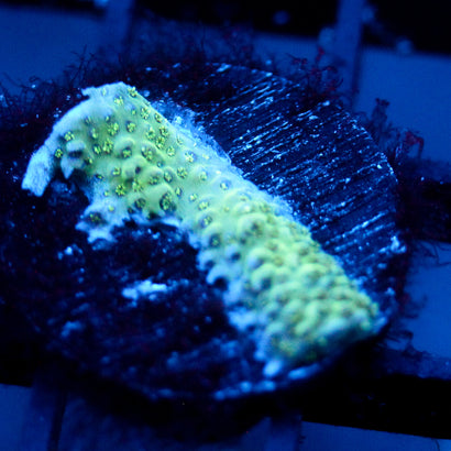 JC Moss Log