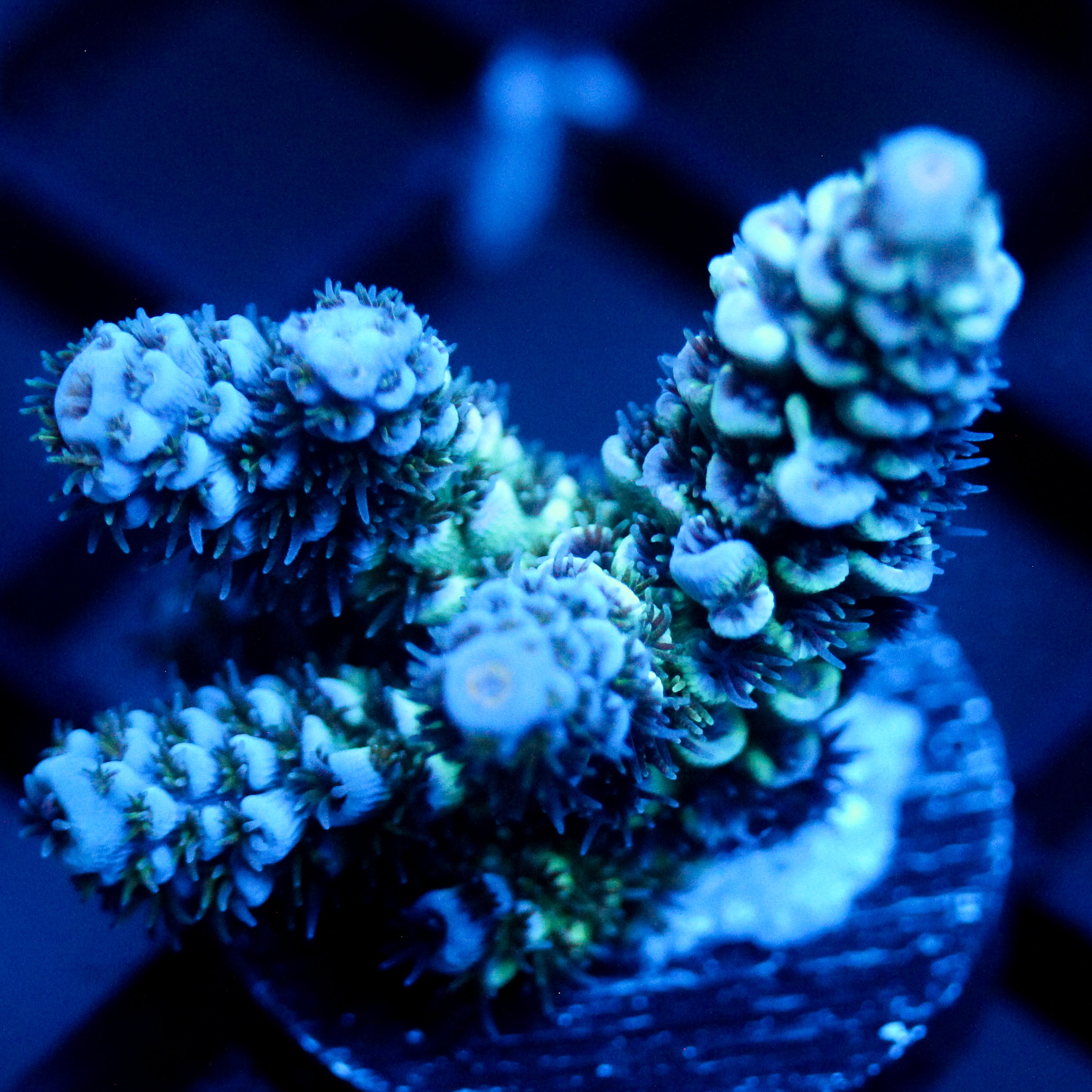 JC Blue Flux