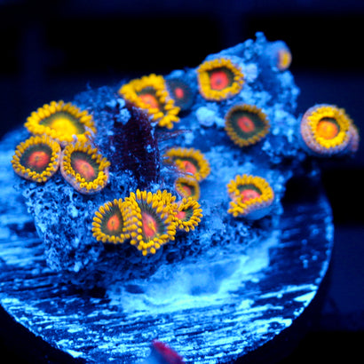 JC Oh my my my Zoanthid
